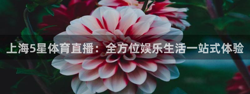 833足球直播比赛在线观看：上海5星体育直播：全方位娱乐生活一站式体验